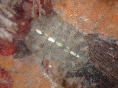 Polyplacophora