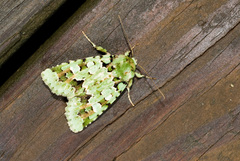 Diphtherocome pulchra