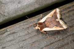 Rhynchaglaea hemixantha