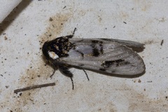 Psalidostetha banksiae