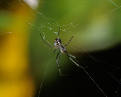 Leucauge argentina