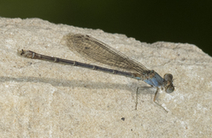 Argia apicalis
