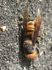 Vespa mandarinia japonica