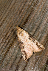 Hypena narratalis