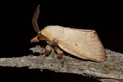 Entometa chlorosacca