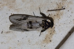 Psalidostetha banksiae