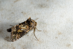 Chrysodeixis taiwani