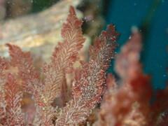 Microcladia coulteri