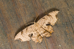 Dysaethria suisharyonis