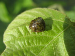 Megacopta punctatissima