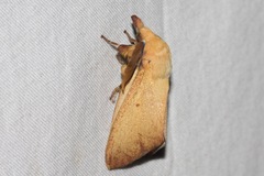 Entometa chlorosacca