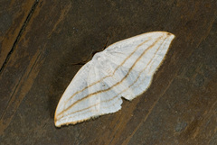 Ditrigona conflexaria