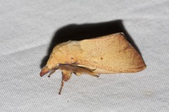 Entometa chlorosacca