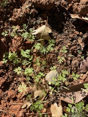 Torilis arvensis