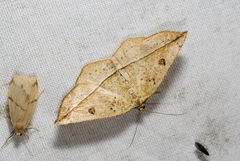 Entomopteryx rubridisca