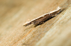Hypatima spathota