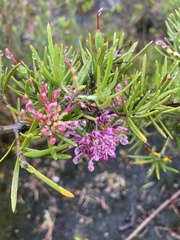 Grevillea confertifolia