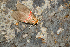 Barsine fuscozonata