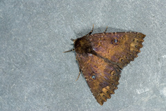 Hypersypnoides punctosa