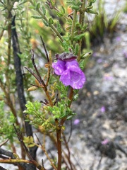 Prostanthera