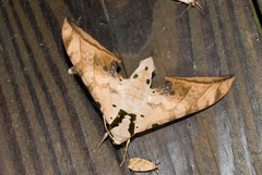 Ambulyx sericeipennis