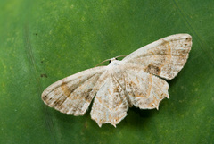 Epiplema strigulicosta