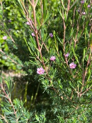 Chamelaucium