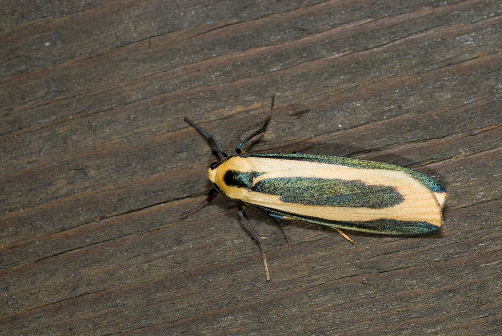 Chrysorabdia