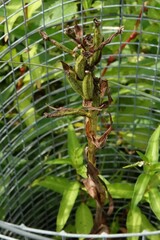 Platanthera leucophaea