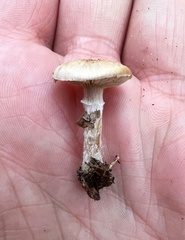 Stropharia coronilla