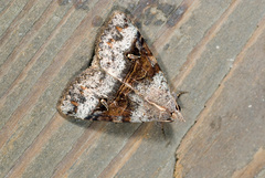 Avatha discolor