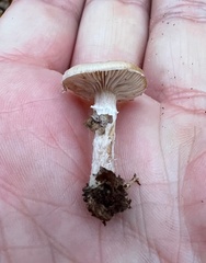 Stropharia coronilla