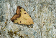 Ophiusa tirhaca