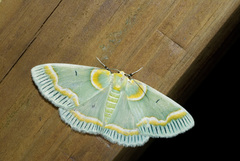 Iotaphora admirabilis