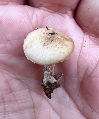 Stropharia coronilla