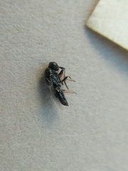 Megaspilidae