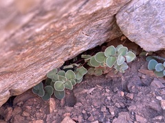 Pellaea bridgesii