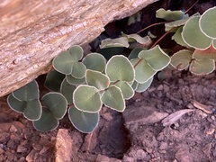 Pellaea bridgesii