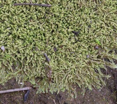 Lophocolea semiteres