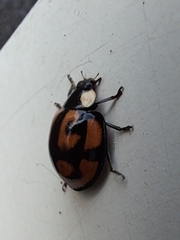 Aiolocaria hexaspilota