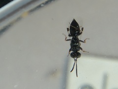 Megaspilidae