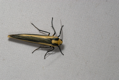 Chrysorabdia vilemani