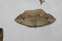 Peratostega deletaria