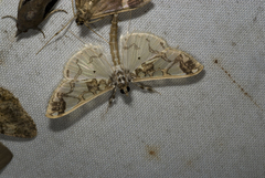 Polythlipta divaricata