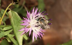 Anthophora bimaculata