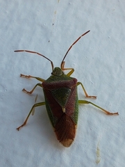 Acanthosoma spinicolle