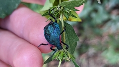 Alcaeorrhynchus grandis