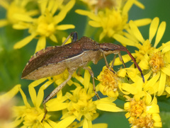 Ceraleptus lividus