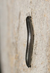 Ommatoiulus moreleti