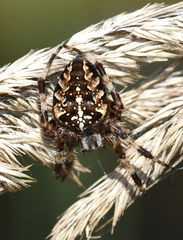 Araneus diadematus